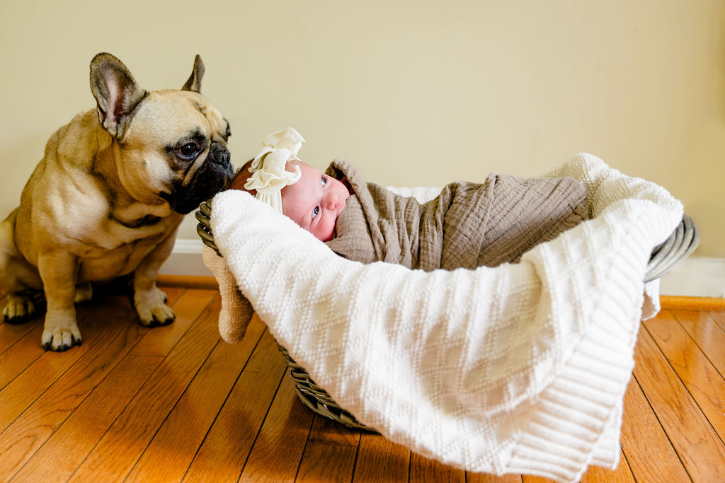 A French bulldog sniffing a newborn asleep in a basket